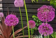 Окружите сад сиреневым сиянием с помощью декоративного лука Гладиатор 