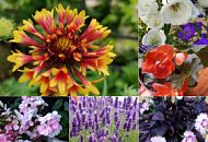 Какие цветы посадить на рассаду в декабре?