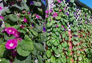 Ипомея оплетёт и красиво украсит любую стену, забор и арку в саду.