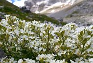 Арабис альпийский Снежная Лапландия — настоящая находка для любителей альпийских горок.