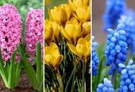 Голландские луковичные по оптовым ценам 