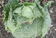 капуста Савойская Кружевница