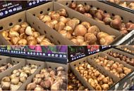 Расскажем вам как правильно  посадить осенью луковичные, чтобы они  радовали Вас весной своими красками.