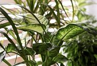 Какая влажность воздуха в доме считается нормой?