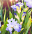 Ирис