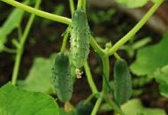 Обзор лучших гибридов огурцов от «Агроуспех»: Меренга, Зозуля, Маша, и Директор