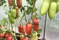 Семена томата Баратино Буратино легко узнаваемы по своим носикам, которые напоминают мордочку героя из детской книги.