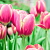 Тюльпан