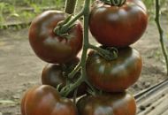 ​​Чёрный кот удачу принесёт!