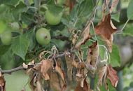 Как лечить орех? И почему он болеет?