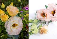 Эустома- истинная принцесса! Изысканная, аристократичная, нежная, прекрасная.