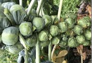 А вы знали, насколько полезна брюссельская капуста? 