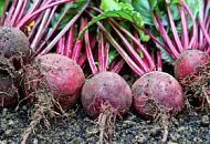 Какую свёклу выбрать? Обзор сортов и их особенности выращивания.