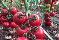 ТОМАТ АЛЕЗИ F1